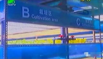 掀開(kāi)植物工廠(chǎng)的智慧面紗 三安植物照明工廠(chǎng)項(xiàng)目本月底投產(chǎn)，引領(lǐng)現(xiàn)代農(nóng)業(yè)新篇章